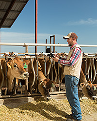 On the farm
